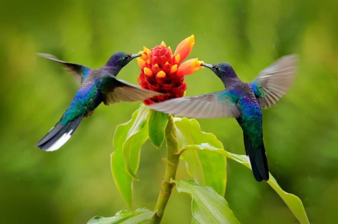 Humming Birds & Flower Photograph Home Decor Premium Quality Poster Print Choose Your Sizes
