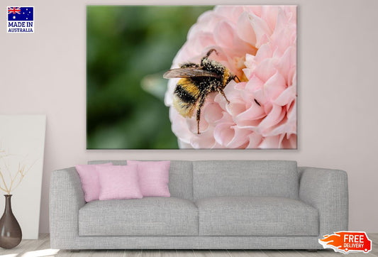 Bee on Pink Dahlia Flower Closeup Photograph Print 100% Australian Made