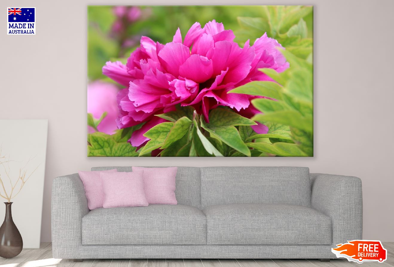Pink Peony Flower With Leaves Photograph Print 100% Australian Made