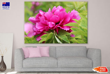 Pink Peony Flower With Leaves Photograph Print 100% Australian Made