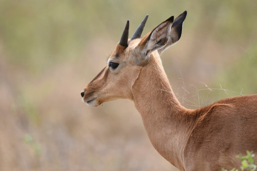 Impala in Forest Side View Photograph Print 100% Australian Made