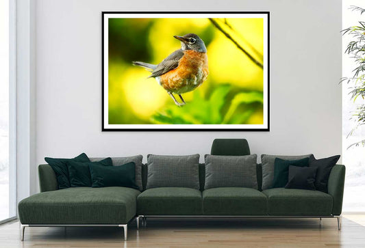 Robin Bird Closeup View Photograph Home Decor Premium Quality Poster Print Choose Your Sizes