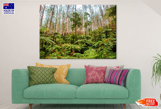 Black Spur Scenery Photograph in Australia Print 100% Australian Made