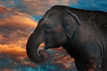 Elephant Portrait Photograph Home Decor Premium Quality Poster Print Choose Your Sizes