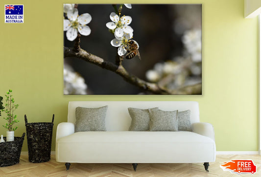 Cherry Blossom Flower & Bee Photograph Print 100% Australian Made