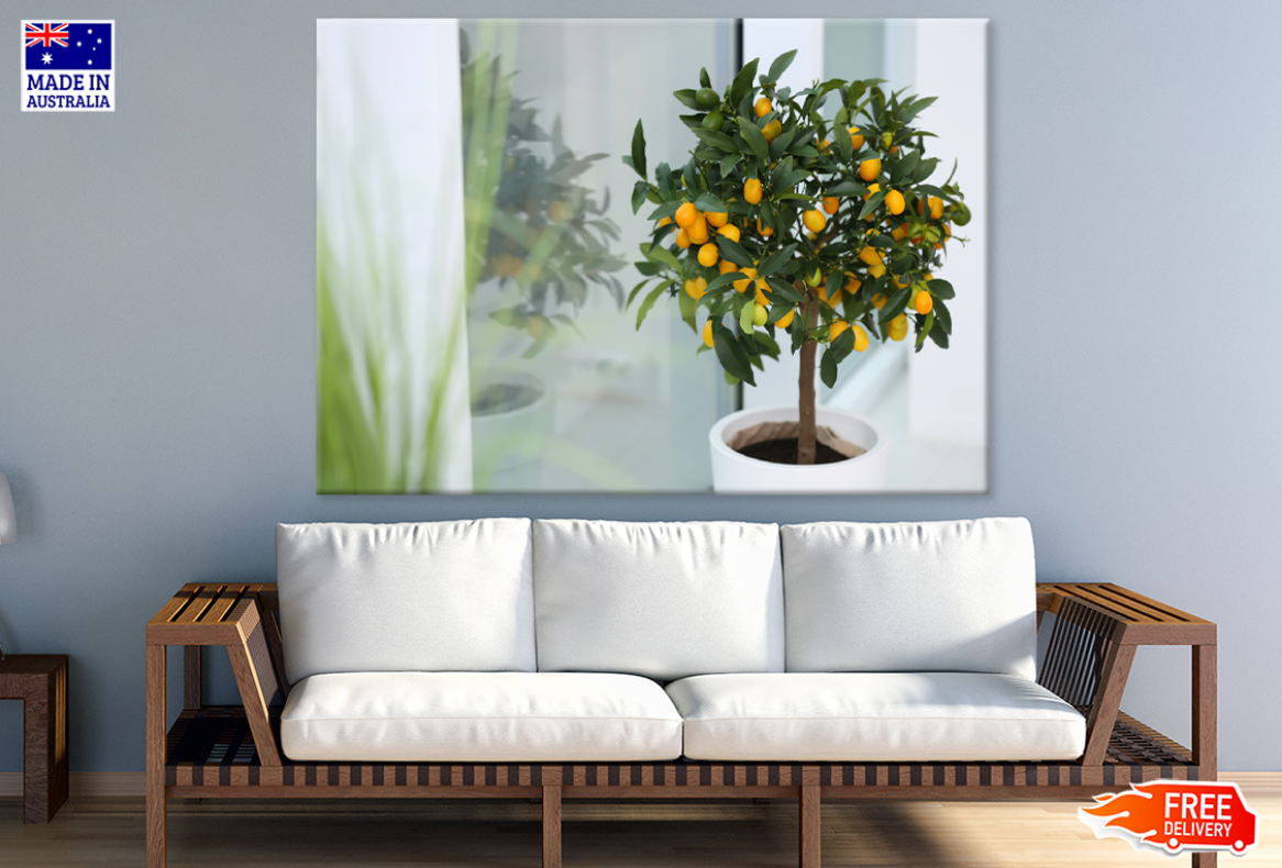 Small Lemon Trees In Pot Photograph Print 100% Australian Made