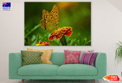 Butterfly on Marigold Flower Closeup Photograph Print 100% Australian Made
