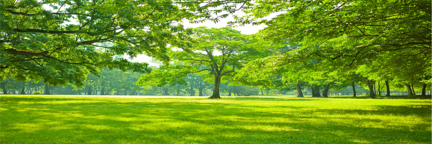 Panoramic Canvas Sunny Garden With Big Trees High Quality 100% Australian Made Wall Canvas Print Ready to Hang