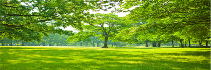 Panoramic Canvas Sunny Garden With Big Trees High Quality 100% Australian Made Wall Canvas Print Ready to Hang