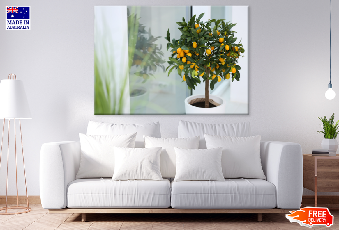 Small Lemon Trees In Pot Photograph Print 100% Australian Made