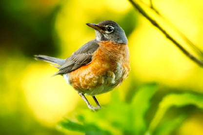 Robin Bird Closeup View Photograph Print 100% Australian Made