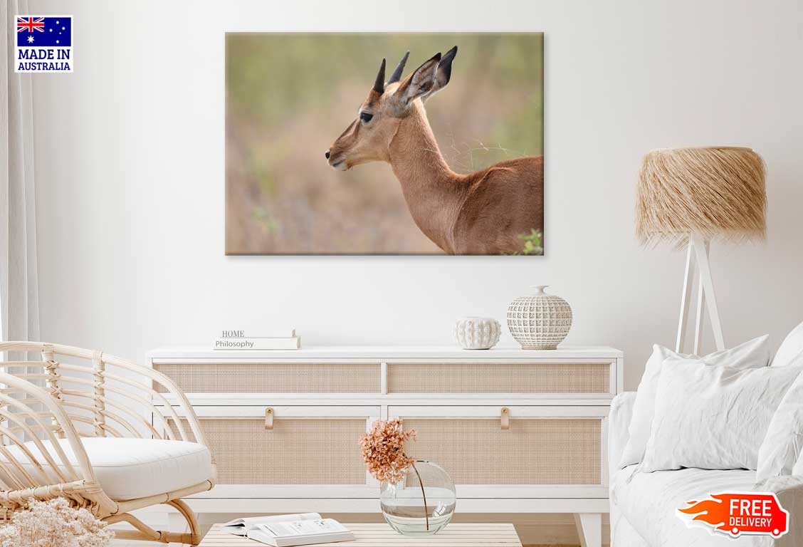 Impala in Forest Side View Photograph Print 100% Australian Made