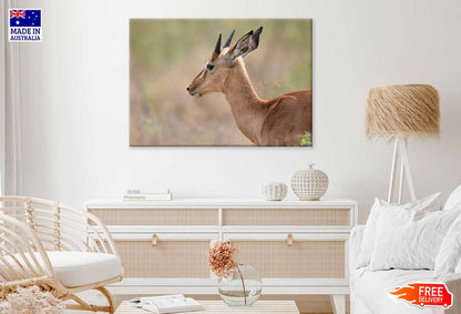 Impala in Forest Side View Photograph Print 100% Australian Made