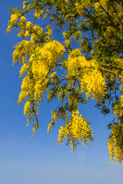 Yellow Autumn Tree Branches View Photograph Print 100% Australian Made