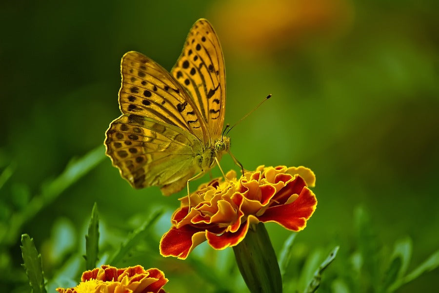 Butterfly on Marigold Flower Closeup Photograph Print 100% Australian Made