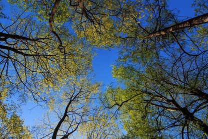 Tall Trees Beneath View Photograph Print 100% Australian Made