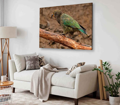 Bella Home Kea Parrot Mountain In The New Zealand Print Canvas Ready to hang