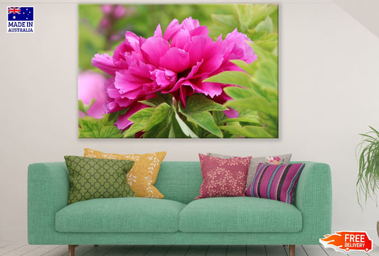 Pink Peony Flower With Leaves Photograph Print 100% Australian Made