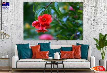 Pomegranate Flower & Tree Closeup Photograph Print 100% Australian Made