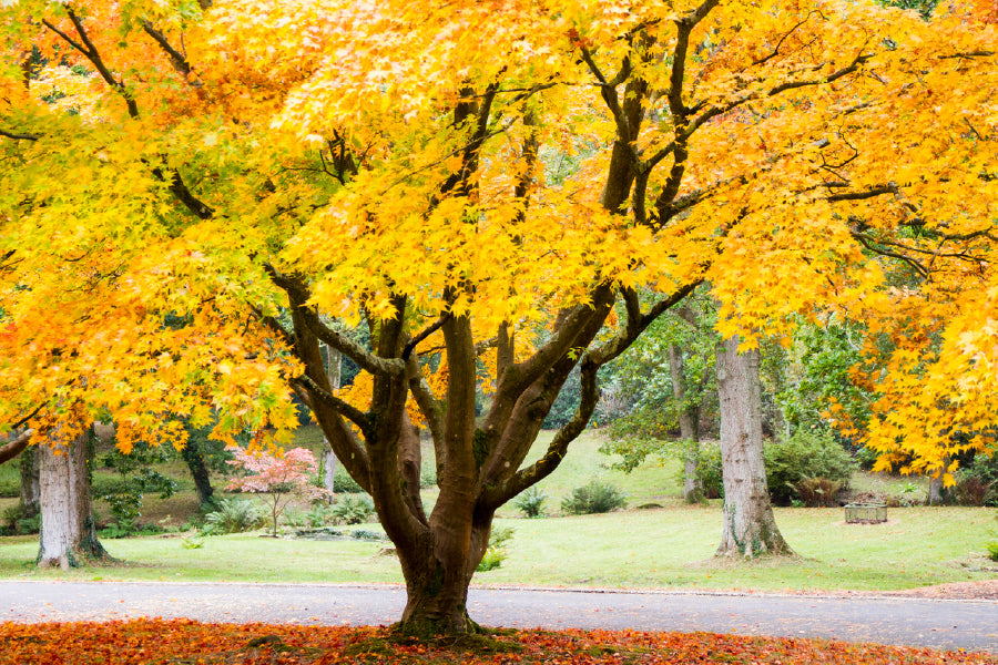 Yellow Maple Tree Near Pathway Photograph Print 100% Australian Made