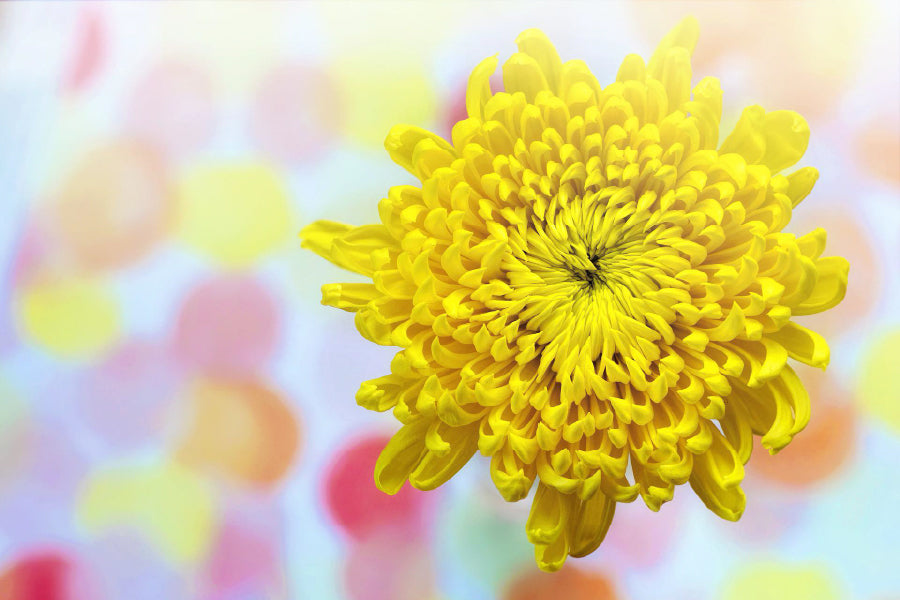 Yellow Chrysanthemum Closeup View Photograph Print 100% Australian Made