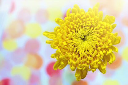 Yellow Chrysanthemum Closeup View Photograph Print 100% Australian Made