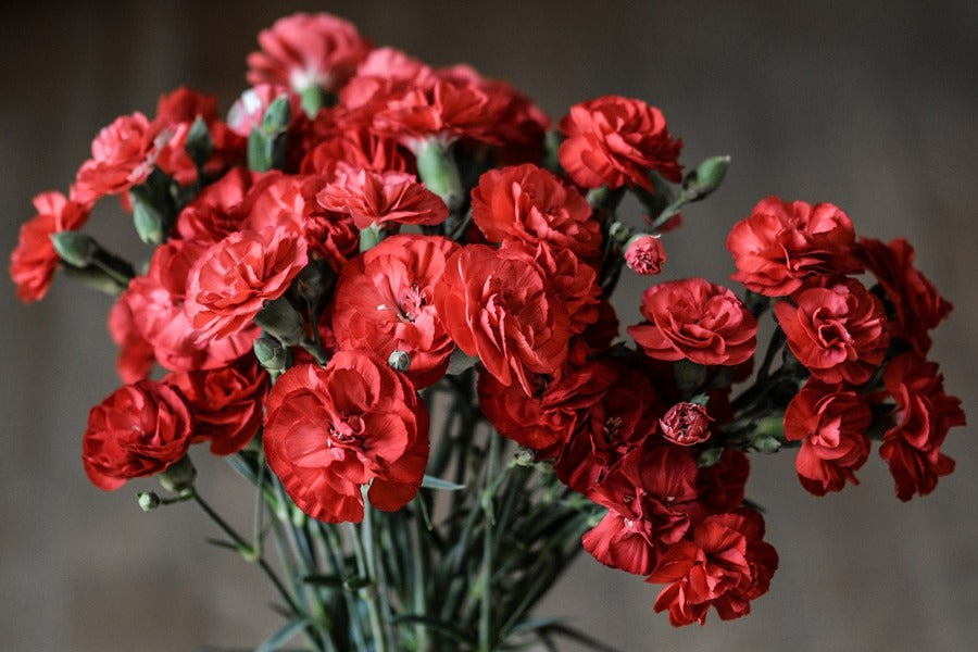 Red Carnation Flowers Closeup Photograph Print 100% Australian Made
