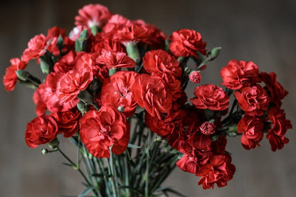 Red Carnation Flowers Closeup Photograph Print 100% Australian Made
