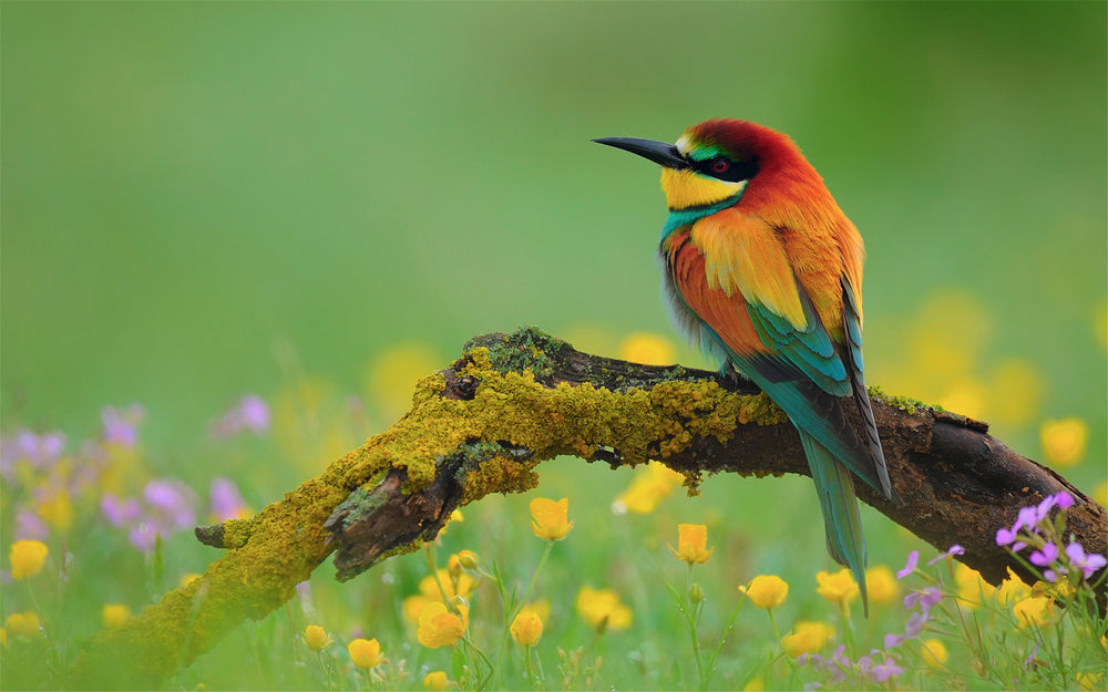 Bird in a Floral Field Photograph Print 100% Australian Made