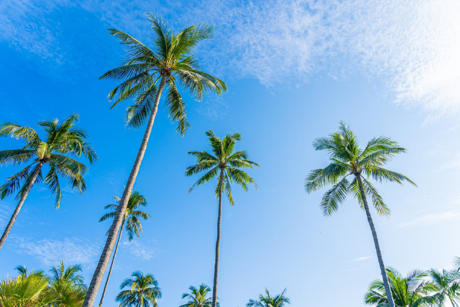 Tropical Palm Trees & Blue Sky Photograph Print 100% Australian Made