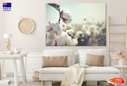 Combed Cotton Flower Photograph Print 100% Australian Made