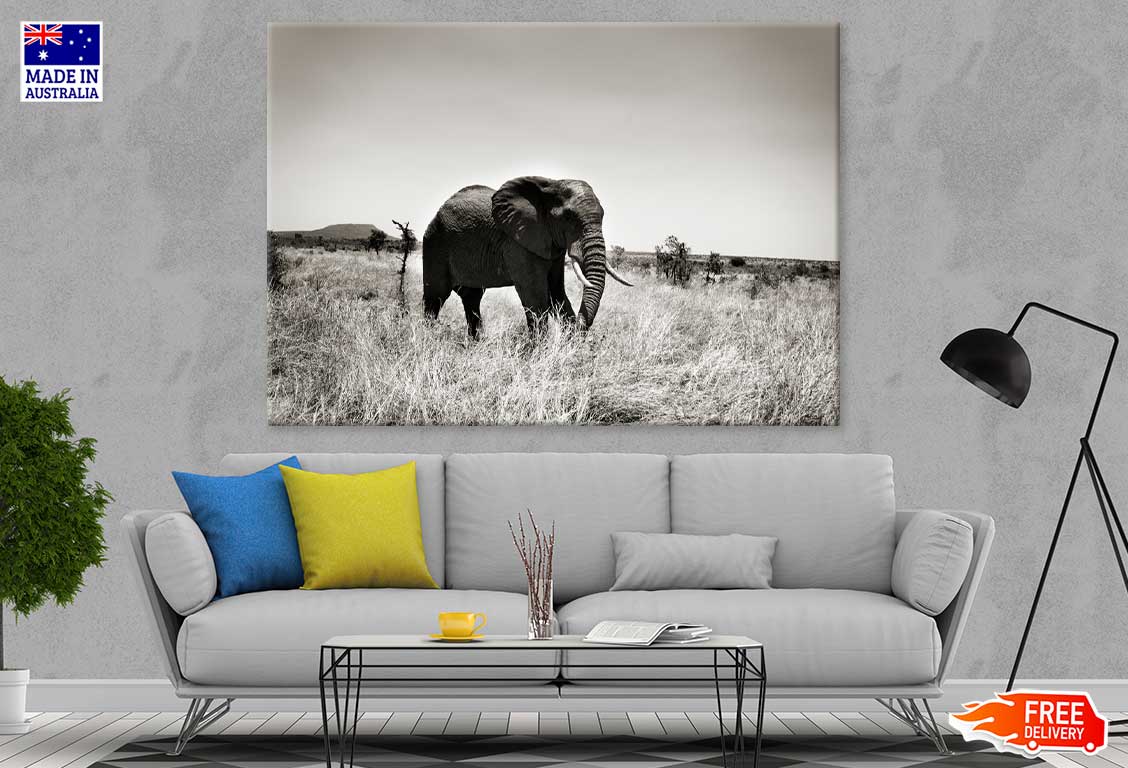 Elephant on Grass Field B&W View Photograph Print 100% Australian Made