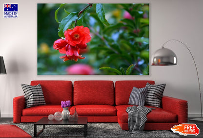 Pomegranate Flower & Tree Closeup Photograph Print 100% Australian Made