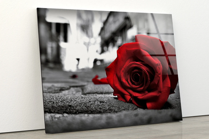 Rose Flower on Ground Photograph Acrylic Glass Print Tempered Glass Wall Art 100% Made in Australia Ready to Hang