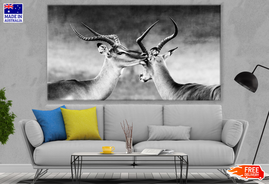 Deer Couple With Antlers B&W Photography Print 100% Australian Made