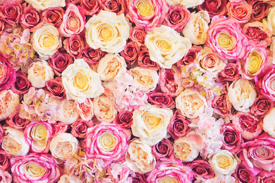 White Pink Roses Closeup View Photograph Print 100% Australian Made