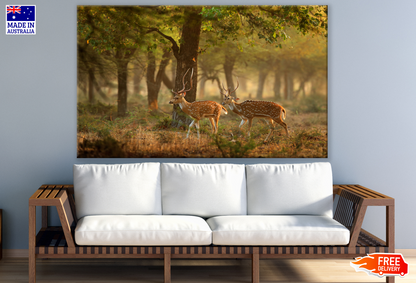 Deers Walking in Forest Photography Print 100% Australian Made