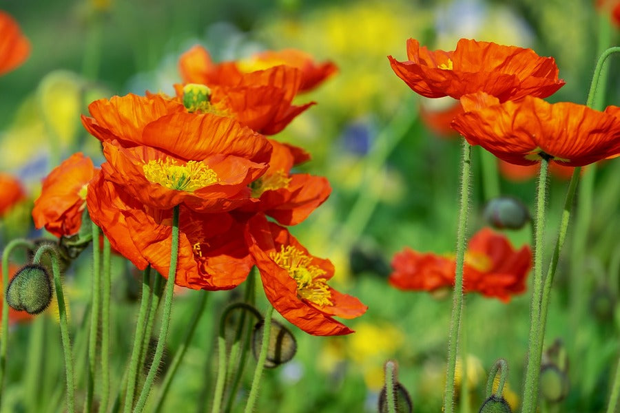 Red Poppies with Plant Photograph Print 100% Australian Made