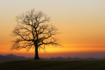 Tree Bald Sunset Photograph Print 100% Australian Made