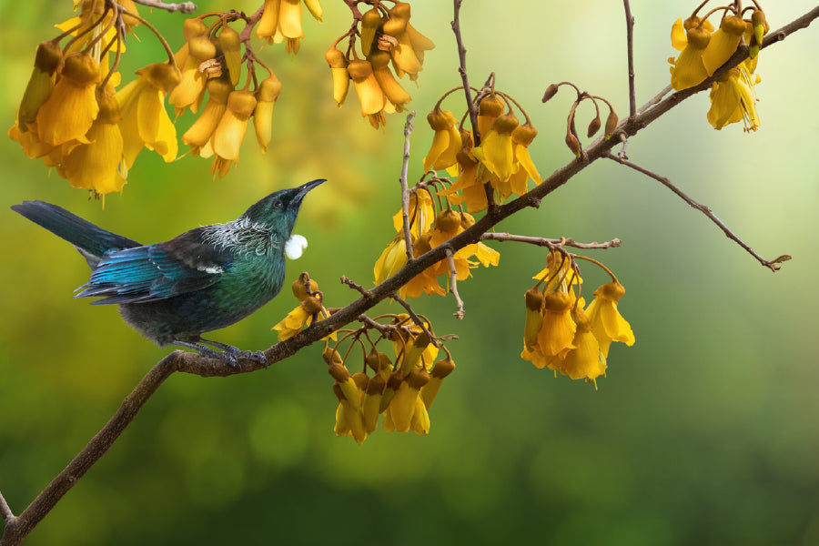 Tui Bird on Yellow Flower Tree View Photograph Print 100% Australian Made