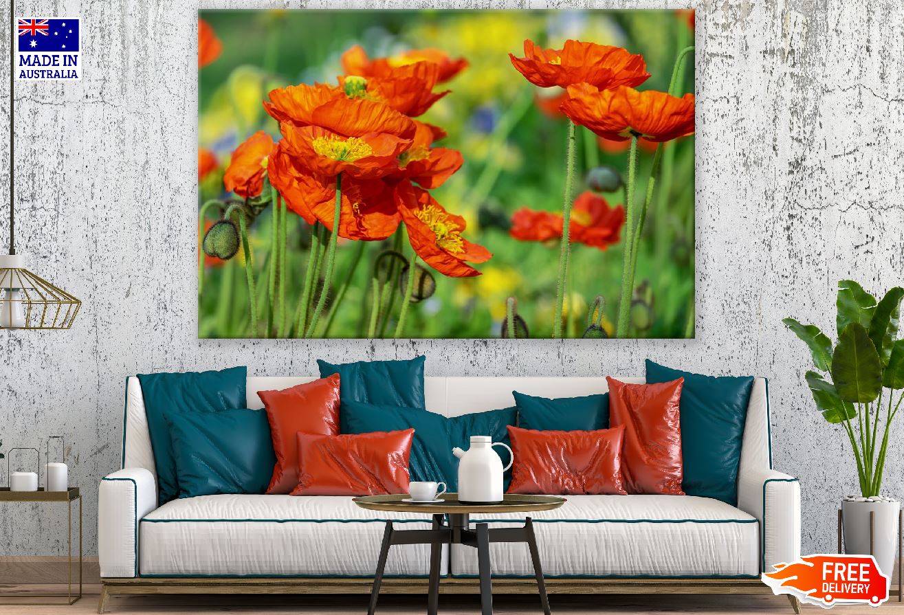 Red Poppies with Plant Photograph Print 100% Australian Made
