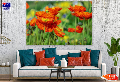 Red Poppies with Plant Photograph Print 100% Australian Made