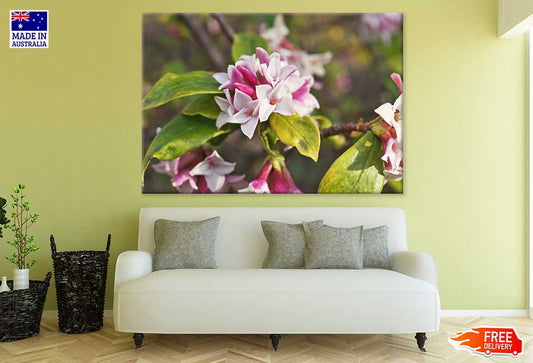 Daphne Flowers Closeup Photograph Print 100% Australian Made
