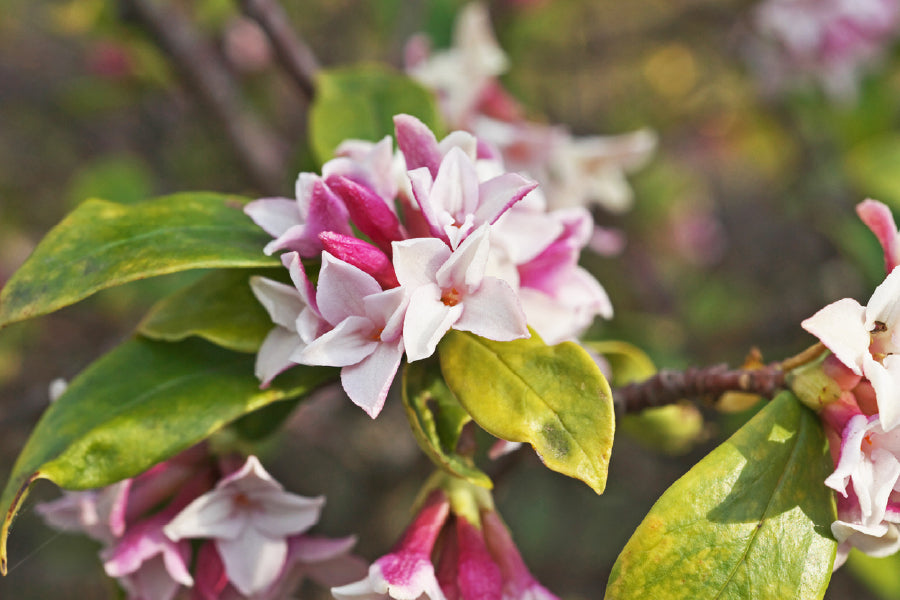 Daphne Flowers Closeup Photograph Print 100% Australian Made