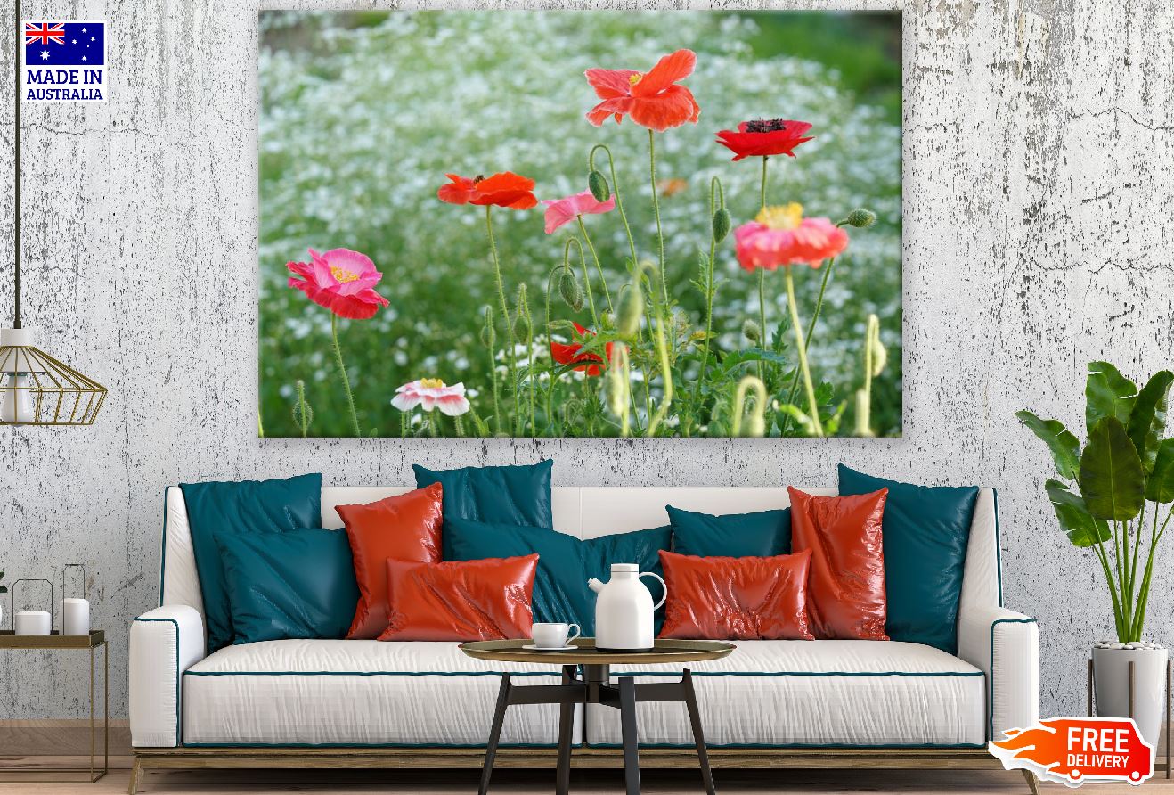 Red & Pink Poppies Plants Photograph Print 100% Australian Made
