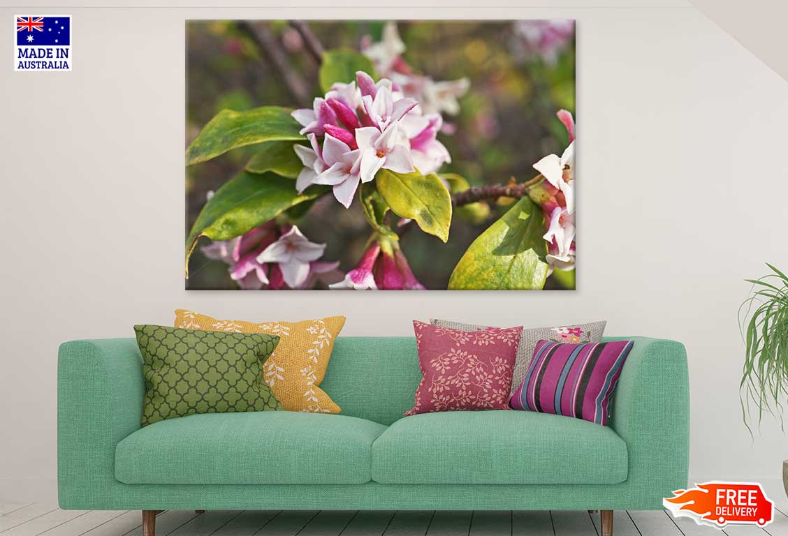 Daphne Flowers Closeup Photograph Print 100% Australian Made