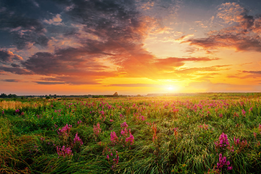 Pink Flower Field Sunrise View Photograph Print 100% Australian Made