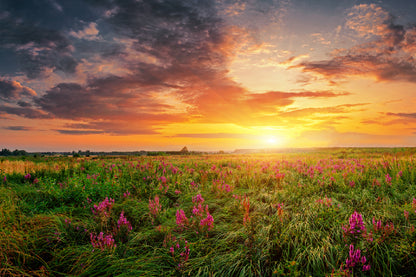 Pink Flower Field Sunrise View Photograph Print 100% Australian Made