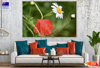 Poppy & Daisy Flower Closeup Photograph Print 100% Australian Made
