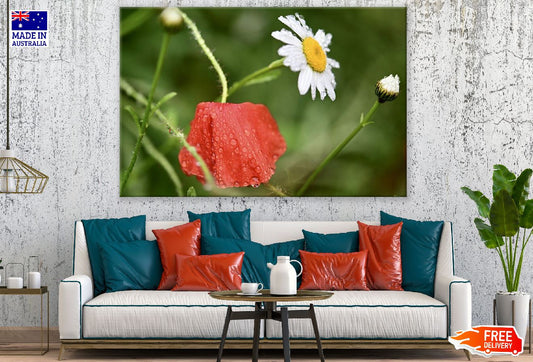 Poppy & Daisy Flower Closeup Photograph Print 100% Australian Made